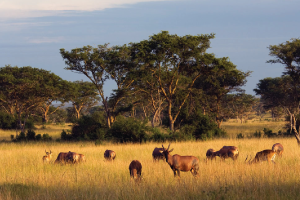 Queen Elizabeth National Park