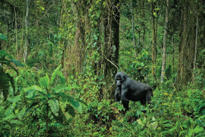 Bwindi Impenetrable National Park
