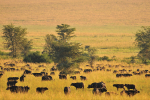 Kidepo Valley National Park