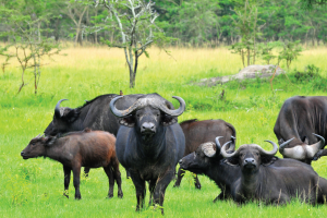 Lake Mburo National Park