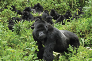 Mgahinga Gorilla National Park
