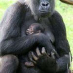Mother gorilla